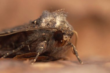 Sıradan bir kır güvesinin başına yakın plan çekilmiş Mesapamea secalis bir tahta parçasının üzerinde duruyor.