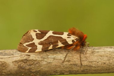 Güzel kahverengi, beyaz, kırmızı desenli bahçe kaplan güvesi, Arctia caja