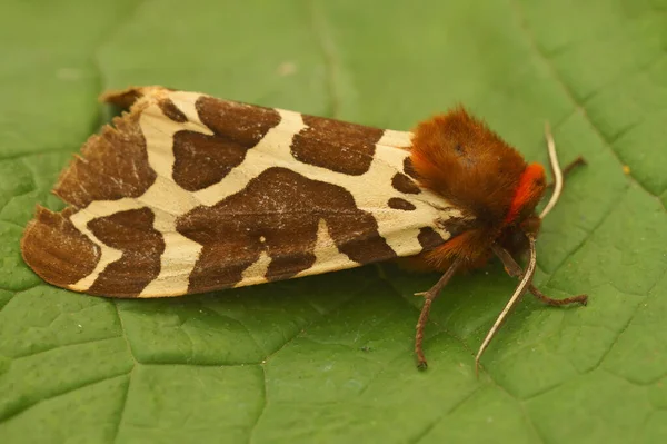 Güzel kahverengi, beyaz, kırmızı desenli bahçe kaplan güvesi, Arctia caja