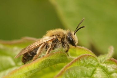 Doğal olarak, yeşil bir yaprağın tepesinde oturan yalnız madenci dişi arı Andrena mitis 'e yakın plan.