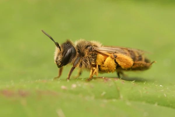 Closeup Female Yellow Legged Mining Bee Andrena Flavipes Loaded Yellow — Stock Photo, Image