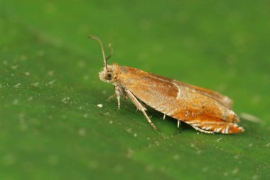 Natural closeup on the small but colorful Red roller moth, Ancylis mitterbacheriana sitting on a green leaf in the forest