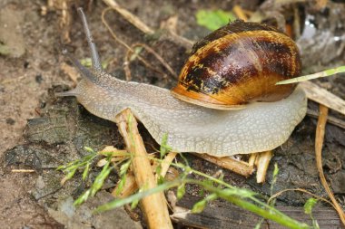 Natural closeup on a Common European garden snail, Cornu aspersum on the ground