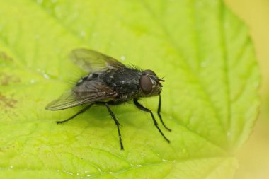 Natural closeup on the blue bottle fly, Calliphora vicina sitting on a green leaf