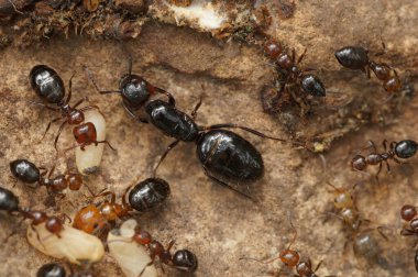 Detailed closeup on a wingless female of the Mediterranean Camponotus lateralis arboreal ant with workers and eggs