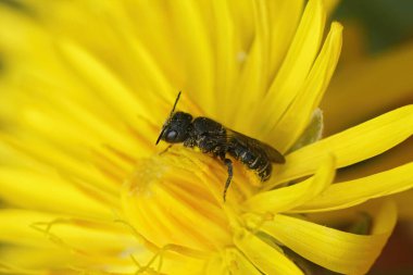Natural closeup on a female Large-headed Resin Bee, Heriades truncorum, sitting on a yellow Crepis biennis flower