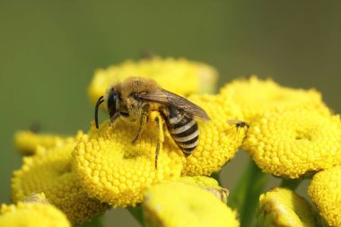 Natural closeup on a Davies' Cellophan bee, Colletes daviesanus , sitting on a yellow Tansy, Tanacetum vulgare, flower in the garden