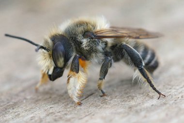 Detailed close-up photo of a fresh emerged male coast leafcutter bee, Megachile Maritima sitting on wood