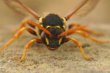 Detailed facial close up view of Gooden's Nomad bee , Nomada goodeniana, a wasp mimic cleptoparasite bee