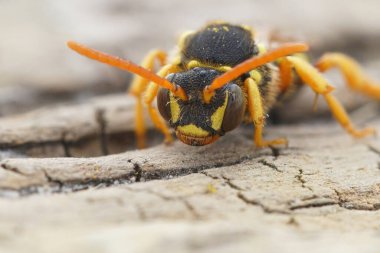Detailed facial close up view of somewhat threatening Gooden's Nomad bee , Nomada goodeniana
