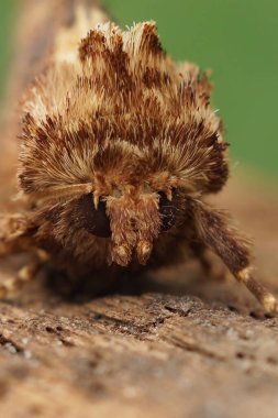 Detailed vertical facial closeup on the brown colored Flounced Rustic moth, Luperina testacea sitting on wood