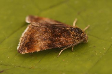 Detailed closeup on a somewhat worn Small Yellow Underwing owlet moth, Panemeria tenebrata sitting on a green leaf