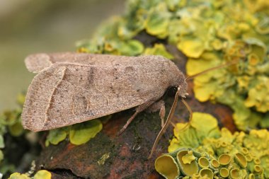 Orthosia serasisi tahtada oturan baykuş güvesinin doğal yakın çekimi.