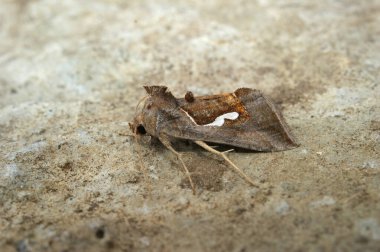 Detailed closeup on Dewick's Plusia owlet moth, Macdunnoughia confusa