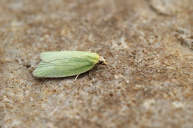 Detailed closeup on the small green tortrix oak moth, Tortrix viridana Tortrix viridana sitting on a stone