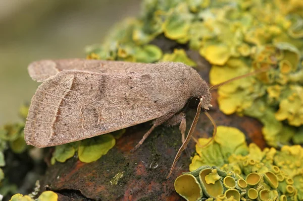 Orthosia serasisi tahtada oturan baykuş güvesinin doğal yakın çekimi.