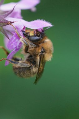 Erkek, çatal kuyruklu bir çiçek arısına doğal olarak yakın plan, bahçedeki Stachys Sylvatica 'nın mor çit otundan bir çiçeğe asılan Anthophora furcata