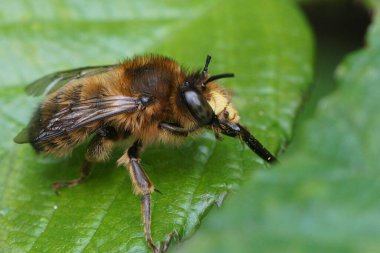 Natural closeup on a male fork-tailed flower bee, Anthophora furcata sitting on a green leaf cleaning it's long tongue
