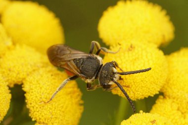 Natural closeup on the large, brilliant red cleptoparasite blood bee, Sphecodes albilabris sitting on yellow Tansy flower in the field