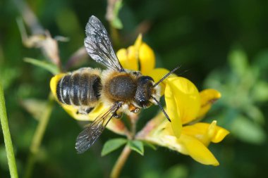 Natural outdoors close up of the male of Willughby's leaf-cutter bee, Megachile willughbiella on yellow Lotus corniculatus flower in a meadow