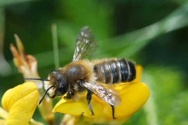 Natural outdoors close up of the male of Willughby's leaf-cutter bee, Megachile willughbiella on yellow Lotus corniculatus flower in a meadow