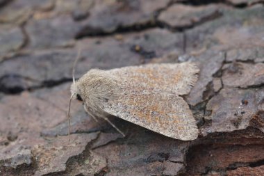 Detailed closeup on the European light brown colored small quaker owlet moth, Orthosia cruda, sitting on wood