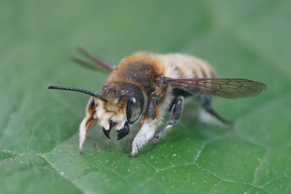 Detailed frontal close up of the male of Willughby's leaf-cutter bee, Megachile willughbiella sitting on a green leaf