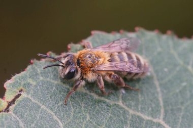 Detailed and colorful closup on a furry female of the oligolectic Heather mining bee, Andrena fuscipes sitting on a green leaf