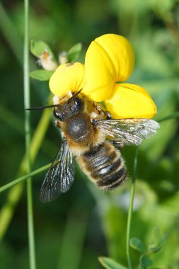 Natural outdoors close up of the male of Willughby's leaf-cutter bee, Megachile willughbiella on yellow Lotus corniculatus flower in a meadow