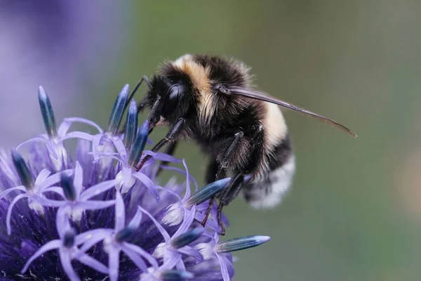 stock image Natural closeup on a queen buff-tailed bumblebee, Bombus terrestris sitting on a blue Echinops thistle flower