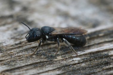 Detailed closeup on a Medterranean small mainly black colored Cucumber Small Carpenter solitary bee, Ceratina cucurbutina, sitting on wood