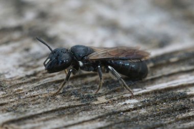 Detailed closeup on a Medterranean small mainly black colored Cucumber Small Carpenter solitary bee, Ceratina cucurbutina, sitting on wood clipart