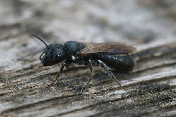 stock image Detailed closeup on a Medterranean small mainly black colored Cucumber Small Carpenter solitary bee, Ceratina cucurbutina, sitting on wood
