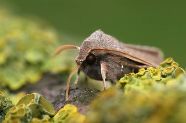 Natural frontal closeup on the Common Quaker owlet moth, Orthosia cerasi sitting on wood
