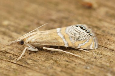 Closeup on the small, colorful Mediterranean Belted Grass-Veneer, Euchromius ocellea sitting on wood