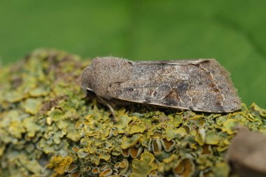 Detailed natural closeup on a the brown colored Clouded Drab owlet moth, Orthosia incerta