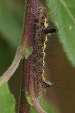 Vertical closeup on the caterpillar of The Dark dagger owlet moth, Acronicta tridens, sitting on a Salix twig