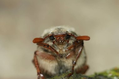 Detailed closeup on a white haired Cockchafer may-bug beetle, Melolontha melolontha, in the garden