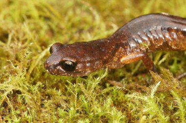 Detailed natural closeup macro shot of an orange colored Northern Californian ensatina eschscholtzii salamander on green moss