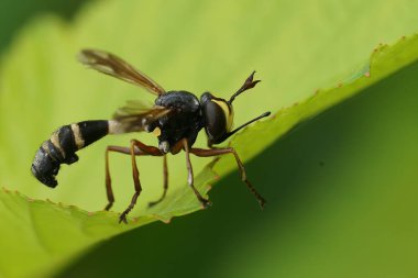 Natural closeup on the odd looking waisted beegrabber fly, Physocephala rufipes hanging