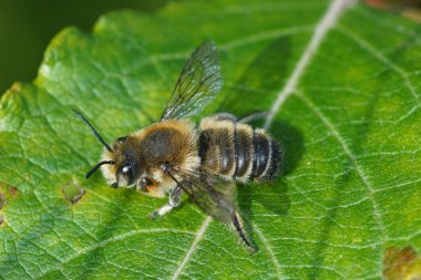 Natural outdoors close up of the male of Willughby's leaf-cutter bee, Megachile willughbiella on yellow Lotus corniculatus flower in a meadow