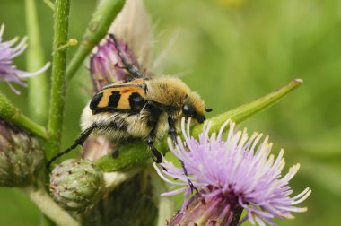 Natural close-up of a Smoothbarred Paintbrush Beetle, Trichius zonatus , perched on a purple thistle flower in the garden