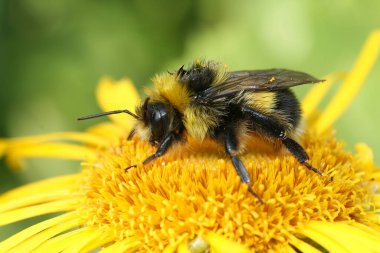 Colorful closeup on a fluffy Bohemian Cuckoo bumblebee, Bombus bohemicus, sitting on a yellow flower