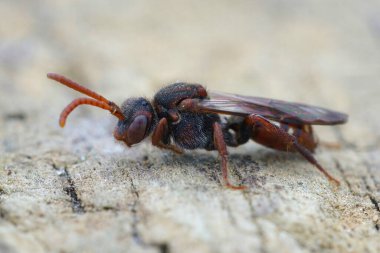 Detailed macro shot of female bear-clawed Nomad bee, Nomada alboguttata on a weathered wooden surface