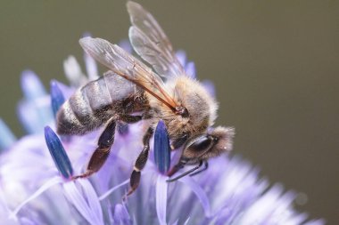 Natural closeup on a common honey bee worked , Apis melifera, sitting in a pink flower in the garden