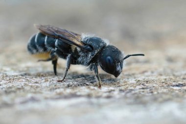 Detailed closeup on a female small mason bee, Osmia ligurica , from the Gard, France