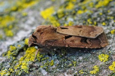 Detailed closeup shot of Heart and Dart owlet moth, Agrotis exclamationis, sitting on wood in the garden