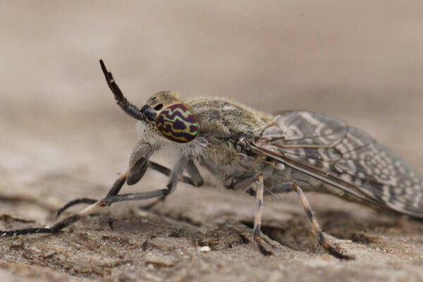 Detailed closeup on a grey horsefly with colorful eyes, Haematopota italica, sitting on wood in the garden