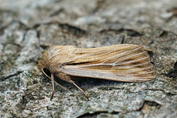 Detailed closeup on a fresh emerged shoulder-striped wainscot moth, Leucania comma on a piece of wood in the garden