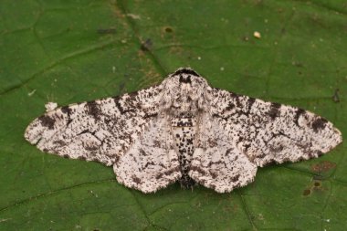 Detailed closeup on the white form of the Peppered geometer moth, Biston betularia, with spread wings on a green leaf in the garden